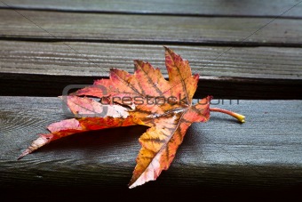 All Alone (Fall Leaf)