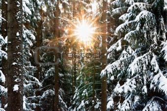 winter forest with sunbeam
