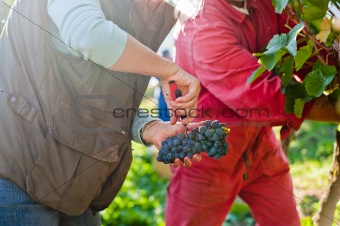 Two Workers harvesting