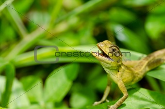 Lizard in green nature