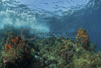 Waves breaking on coral