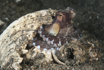 Octopus glare