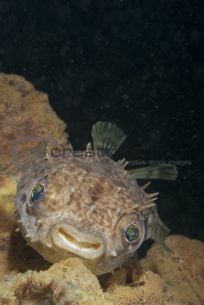 Smiling porcupinefish
