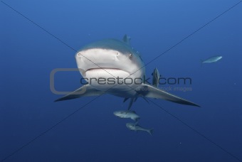 diving with sharks in Ponto d'Ouro
