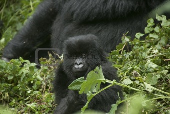Peering gorilla baby