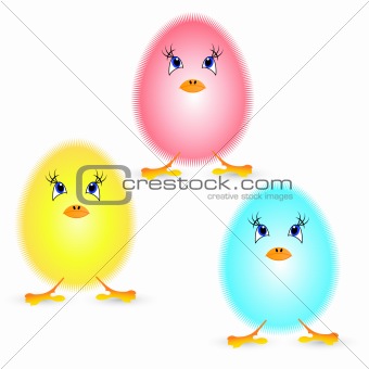 Small fluffy chickens on a white background