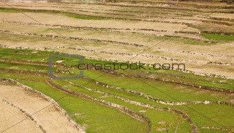 Kashmir Paddy field patterns