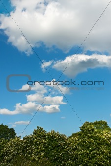 Clouds over chestnut trees