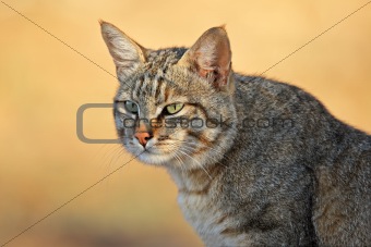 African wild cat
