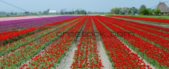 A spring field with red tulips. Panorama