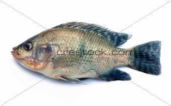 Nile Tilapia fish on white background