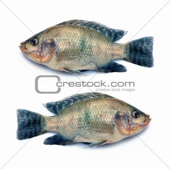 Nile Tilapia fish on white background 