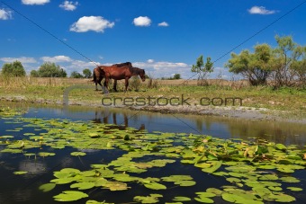 two horses on the edge of a channel of water