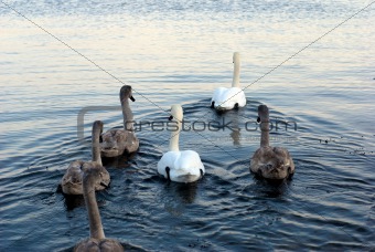 Family of Swans