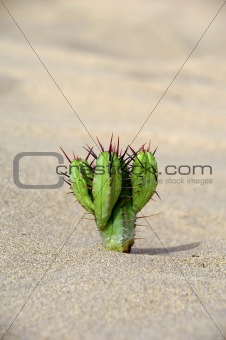 Cactus in the sand