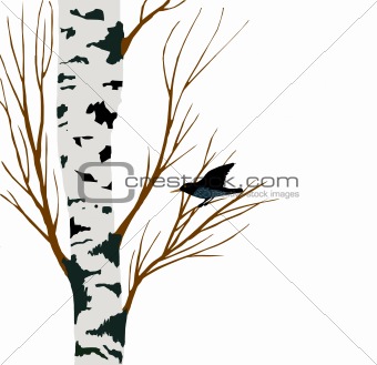 starling on birch drawing, vector illustration