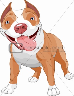 Pitbull  dog