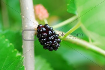 black mulberry