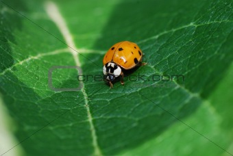 ladybug sitting on leaf