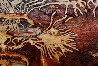 pattern of a woodworm