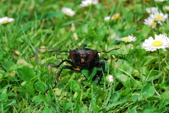 stag beetle front view