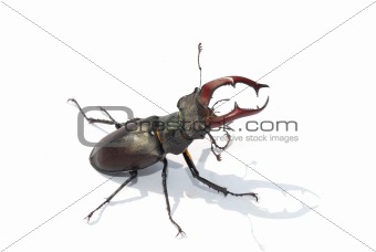 stag beetle white middle