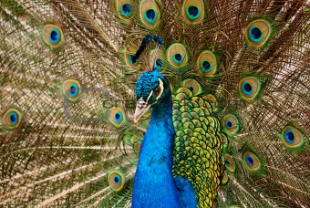 peacock