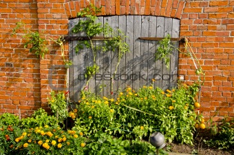 building wall and door tomato and flowers garden 