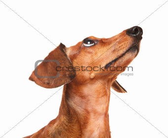 dachshund dog look up