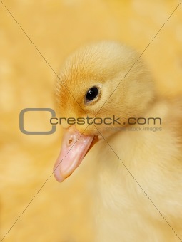 Small duckling on yellow