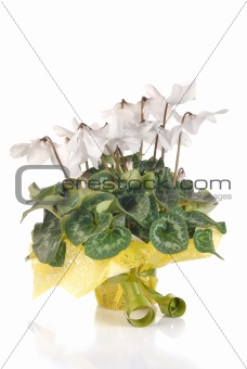 white cyclamen wrapped as a gift isolated on white