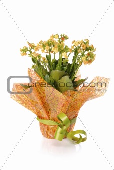 flowering kalanchoe wrapped as a gift isolated on white