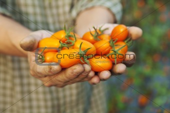 hand of farmer holding New varieties tomato