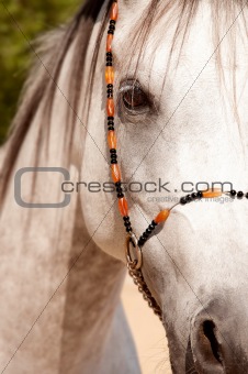 a close look of an arabian horse