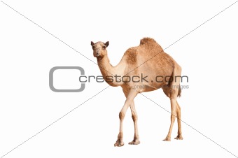 isolated camel on white background