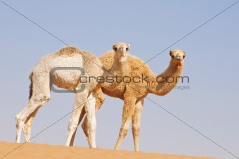 two baby camels in desert