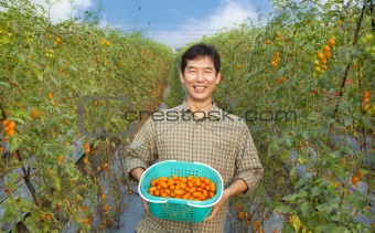 middle aged happy  asian farmer holding tomato on his farm