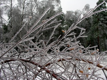 Branches with ice