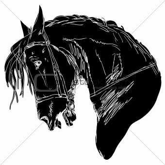 Black horse 