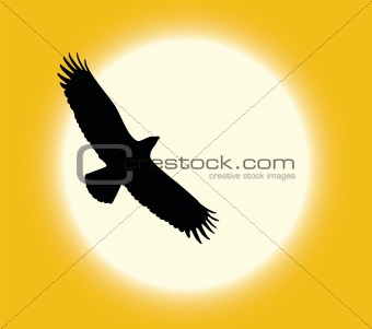 Desert eagle 
