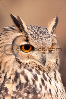portrait of real owl