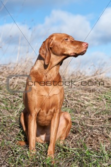 Vizsla Dog in a Field