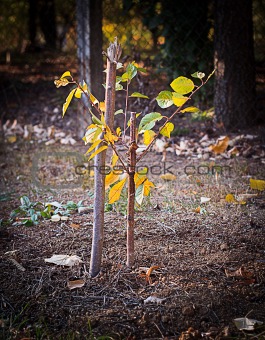 Recently Planted Young Tree