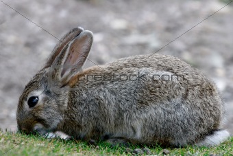 A hare peacefully eating the grass