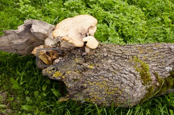 Fungus growing on a fallen tree trunk