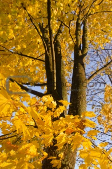 Autumn maple leaves trunk yellow background tree 