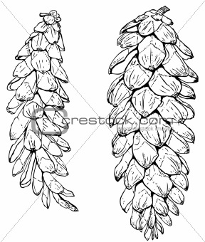Plant Pinus strobus (Eastern white pine)