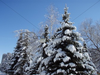 Snow-covered evergreens and trees