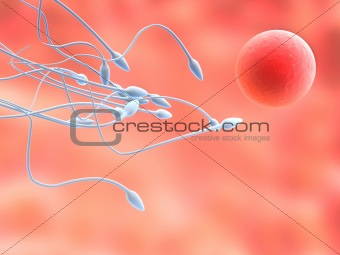 anatomy illustration: sperms and egg