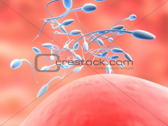 anatomy illustration: sperms and egg